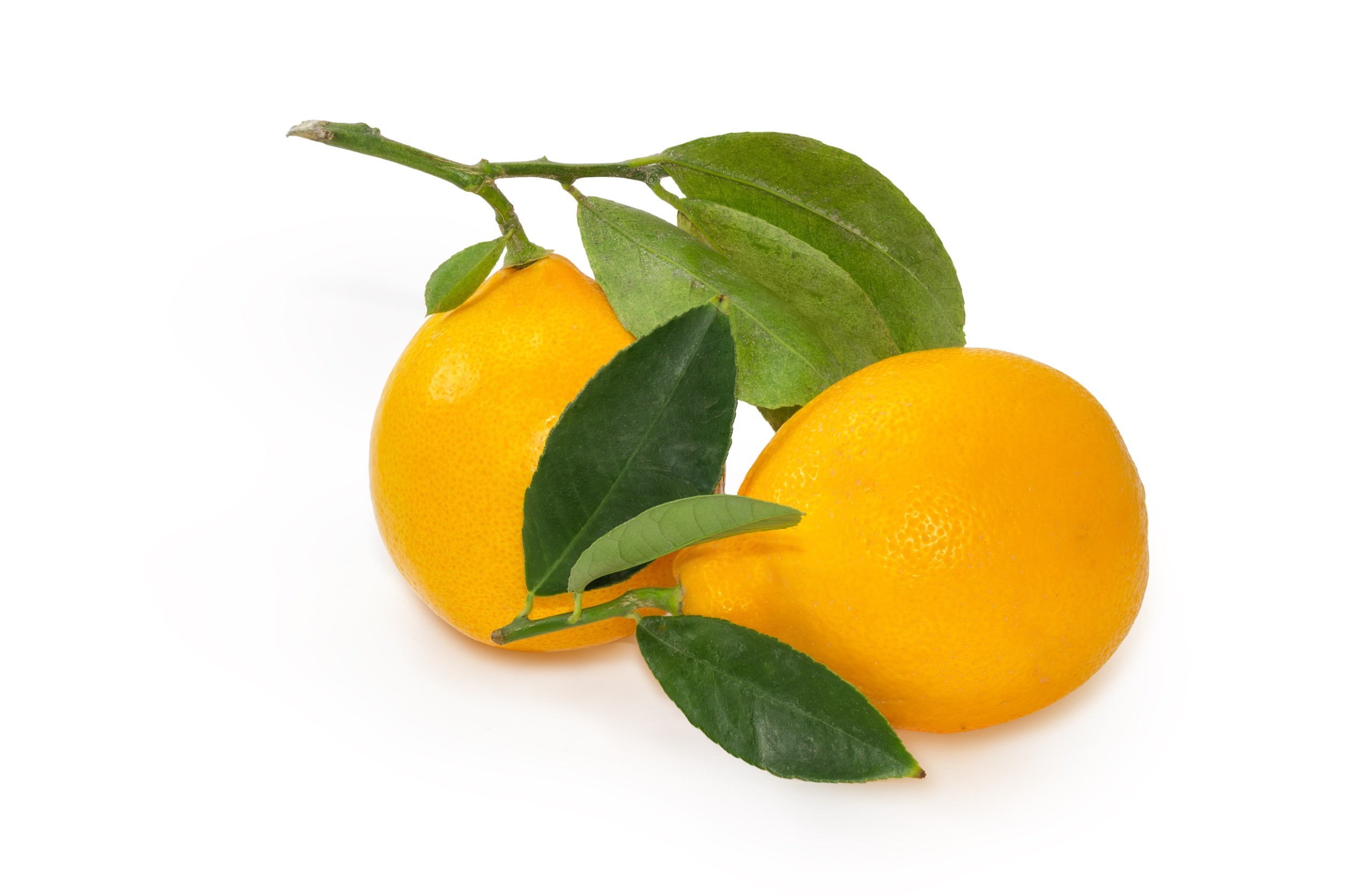 Lemon fruit on sale